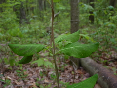 Lonicera sempervirens