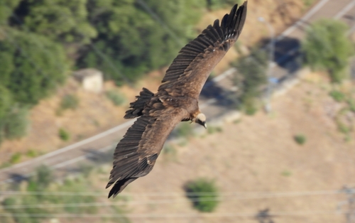 Eurasian Griffon