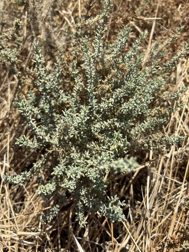 Alkali Heath