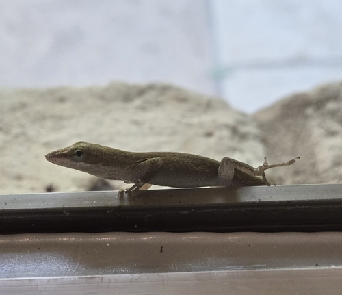 Green Anole