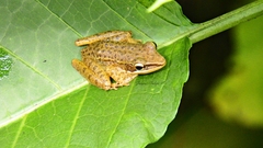 Chalcorana chalconota