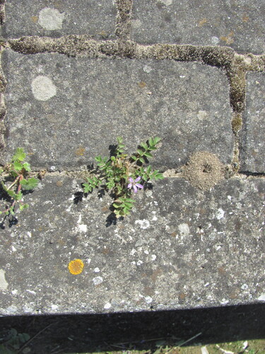 Musky stork's bill (Erodium moschatum)