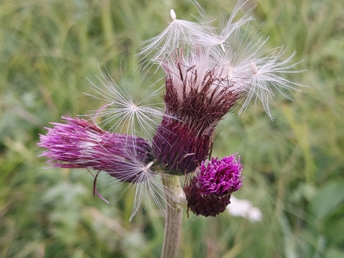 Brook Thistle