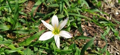 Zephyranthes atamasco