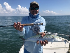 Scomberomorus maculatus