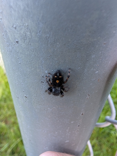 Bold Jumping Spider