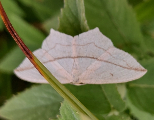 Blood Vein