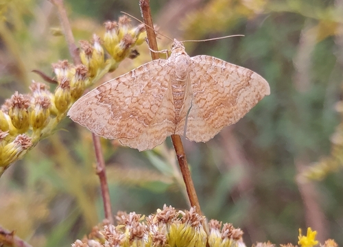 Yellow Shell Moth