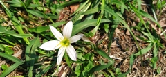 Zephyranthes atamasco