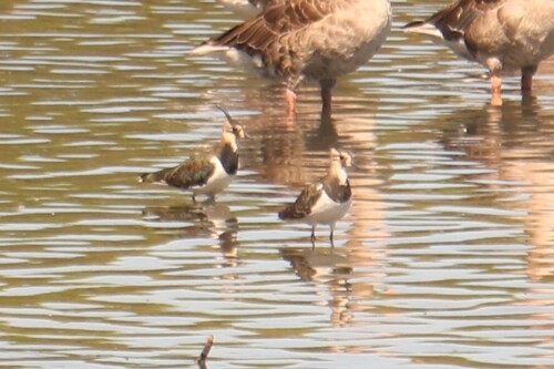 Northern Lapwing