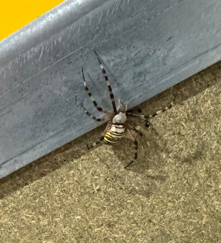 Wasp Spider