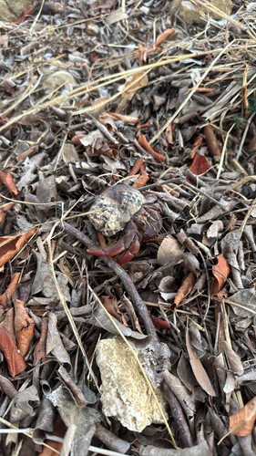 Caribbean Land Hermit Crab