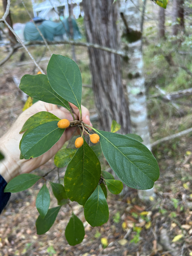 Pittosporum ferrugineum observed 2026-09-15