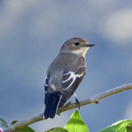 European Pied Flycatcher
