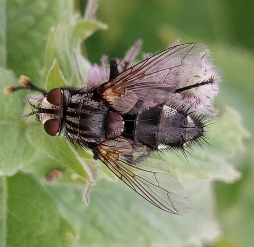 Exorista larvarum