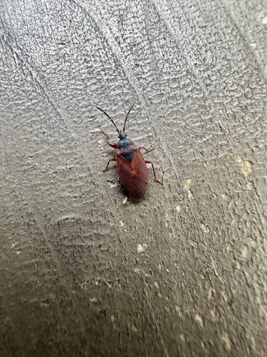 Gastrodes pacificus