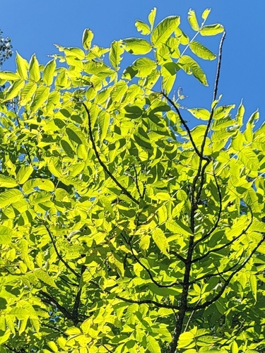 Fraxinus nigra, photograph 6