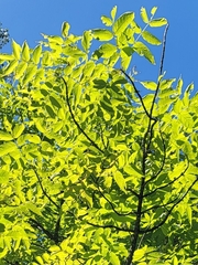 Fraxinus nigra, photograph (c) Logan, some rights reserved (CC BY)