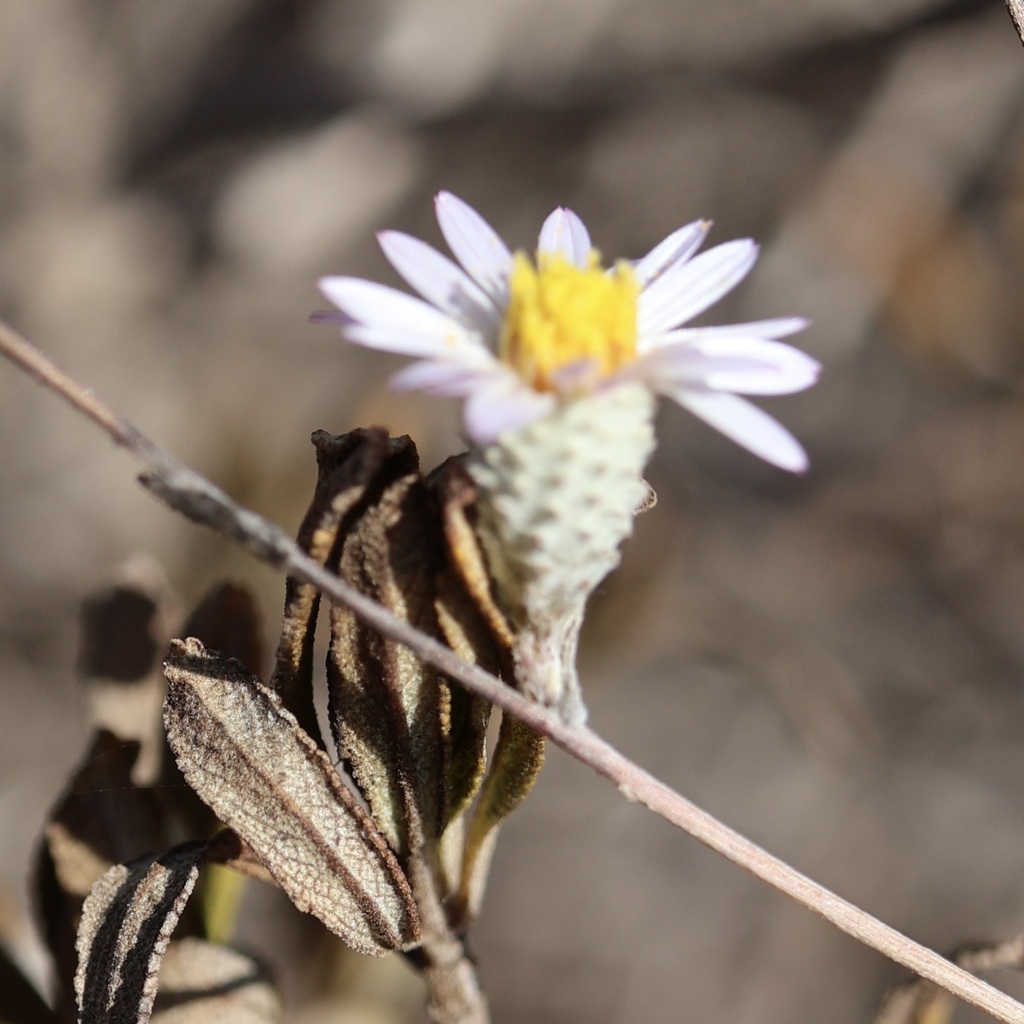 Corethrogyne filaginifolia; photograph author not stated, no rights reserved