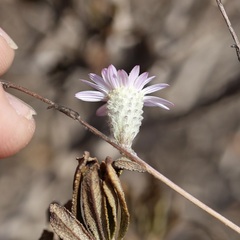 author not stated, no rights reserved Corethrogyne filaginifolia, photograph author not stated, no rights reserved