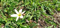 Zephyranthes atamasco