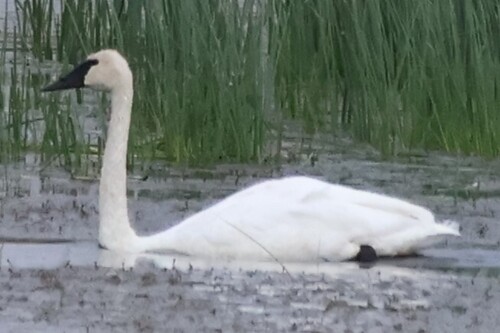 Trumpeter Swan