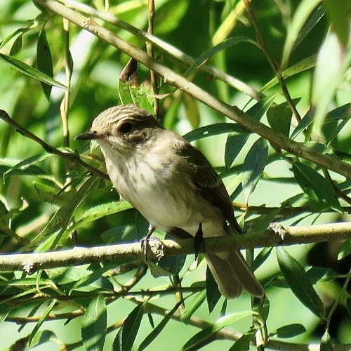 Spotted Flycatcher