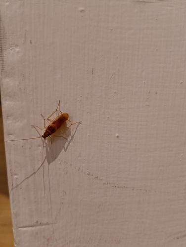 Brown-banded Cockroach