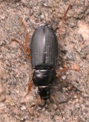 Anisodactylus binotatus