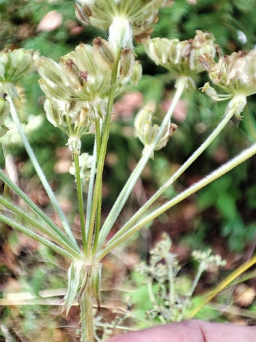 Silphiodaucus prutenicus observed 2026-09-13