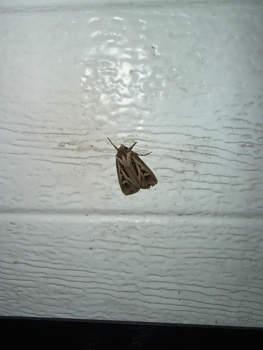 Dingy Cutworm Moth