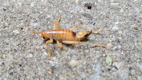 Carolina Leafroller Cricket