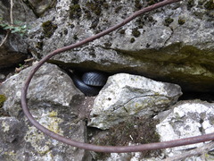 Hierophis viridiflavus carbonarius