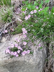Phlox subulata