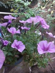 Petunia × atkinsiana