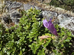 Penstemon davidsonii