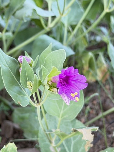 Mirabilis multiflora, photograph 5