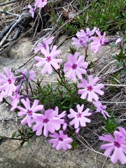 Phlox subulata