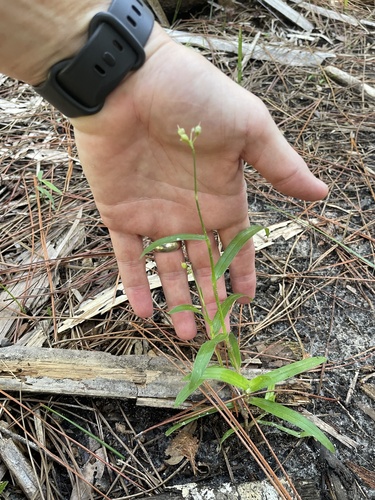 Murdannia nudiflora, photograph 6