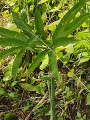 Arisaema dracontium