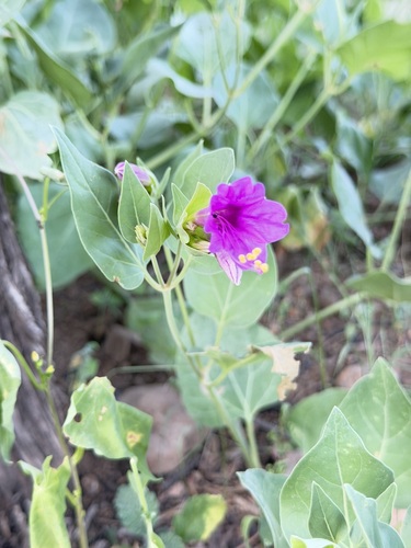 Mirabilis multiflora, photograph 6