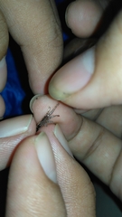 Microhyla achatina
