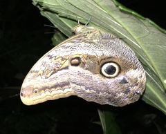 Caligo zeuxippus