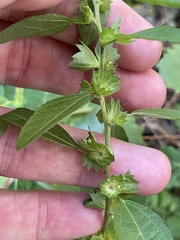 (c) James Hardee, some rights reserved (CC BY) Acalypha gracilens, photograph (c) James Hardee, some rights reserved (CC BY)