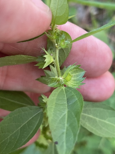Acalypha gracilens, photograph 2