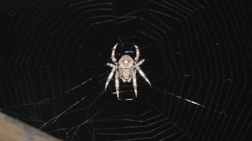Angular Orbweaver Spider