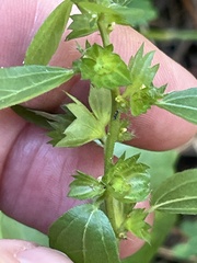 (c) James Hardee, some rights reserved (CC BY) Acalypha gracilens, photograph (c) James Hardee, some rights reserved (CC BY)