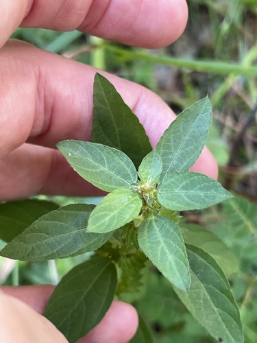 Acalypha gracilens, photograph 5