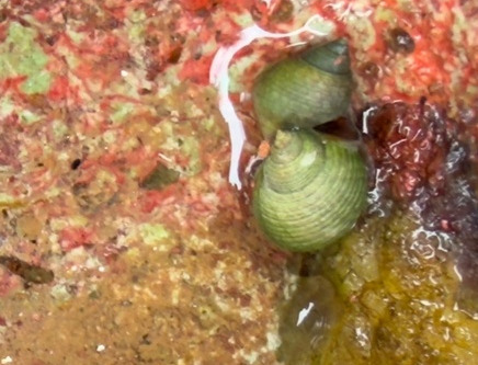 Littoraria flava