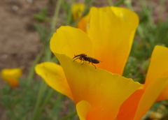 Dilophus occipitalis